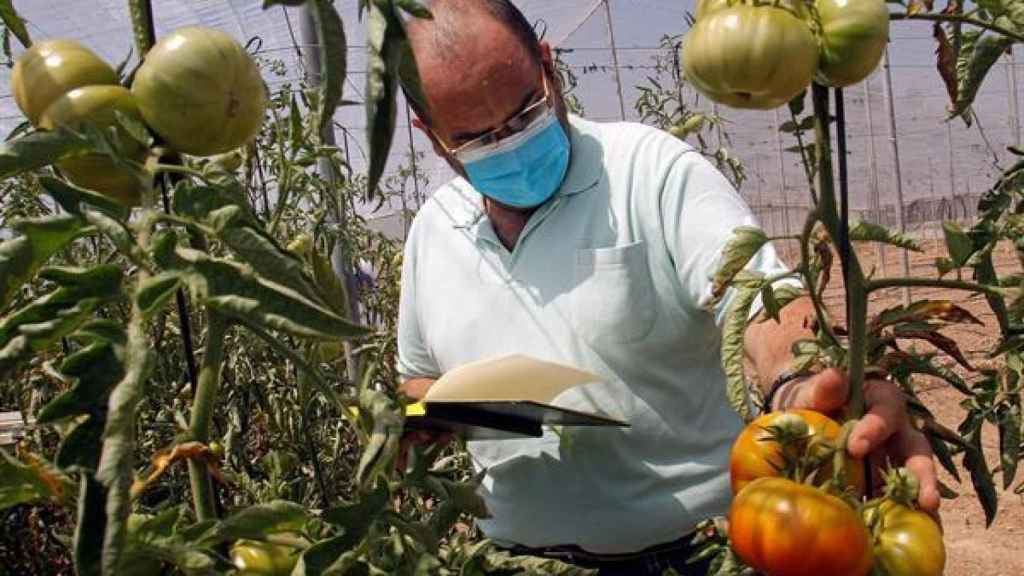 Santiago García Martínez, investigador del Centro de Investigación e Innovación Agroalimentaria y Agroambiental de la UMH, inspecciona varias matas de tomateras.
