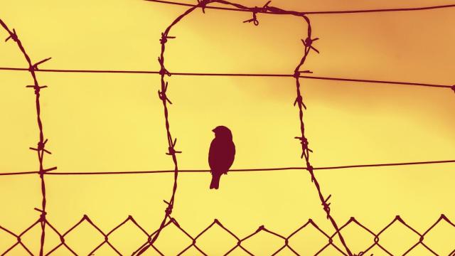 Un pájaro sobre las rejas de una prisión.