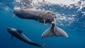 Imagen de Hope, la ballena herida por un barco en aguas tinerfeñas.