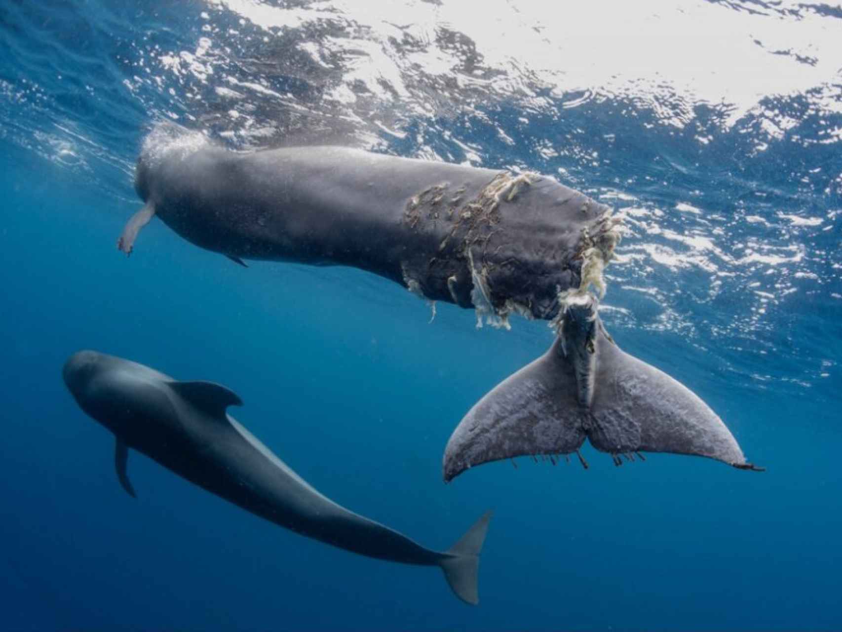 Imagen de Hope, la ballena herida por un barco en aguas tinerfeñas.