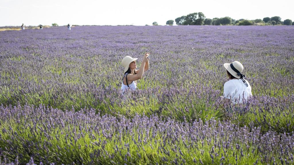 Miles de turistas se fotografían cada día en los vastos campos de lavanda de La Alcarria.