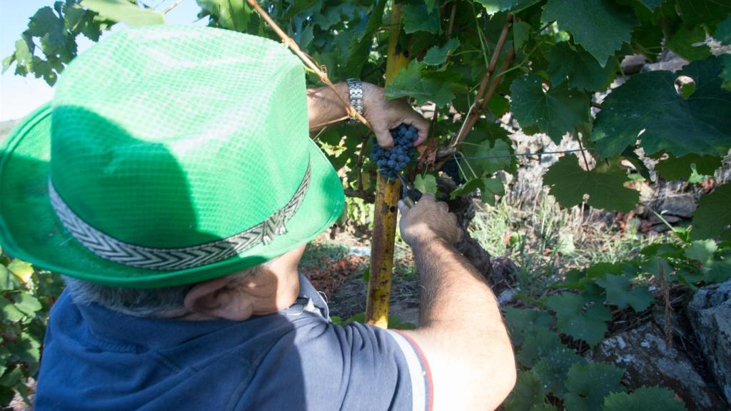 Un hombre trabajando en la vendimia.