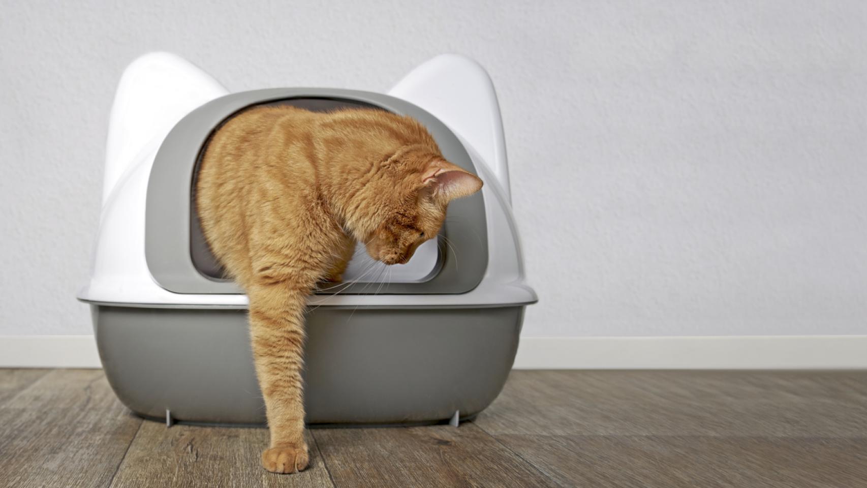 Los mejores areneros para gatos fáciles de limpiar y de calidad