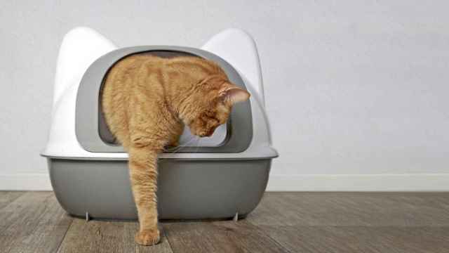 Los mejores areneros para gatos con los que asegurar una mayor limpieza