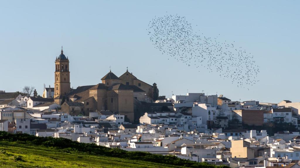 Montilla