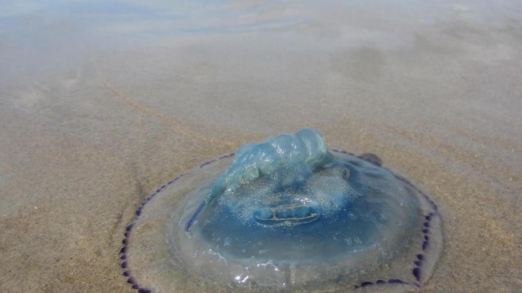 El roce con una medusa o la picadura de un insecto pueden arruinar una salida al aire libre.