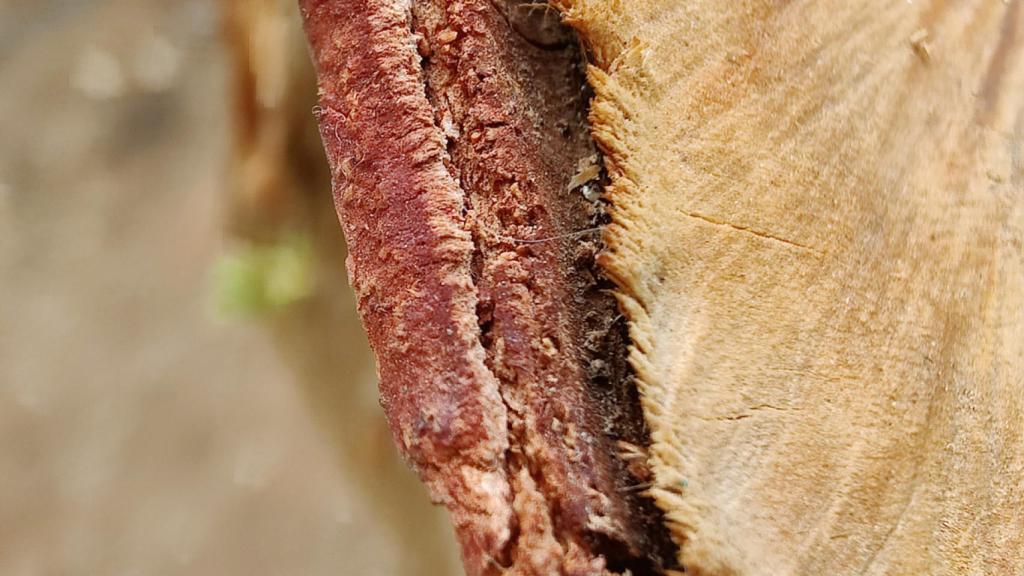 Macro photography of a tree trunk