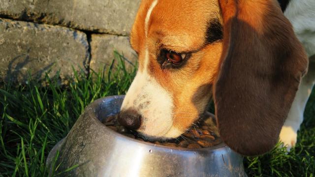 ¿Qué comidas caseras le puedo hacer a mi perro?