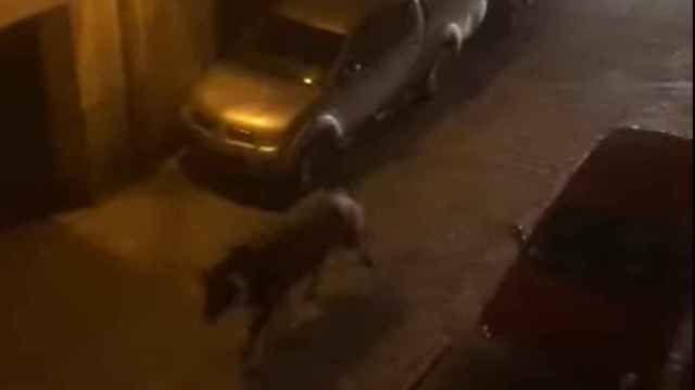 Un toro que se escapó de un concurso ataca a dos hombres en la localidad de Brihuega (Guadalajara)