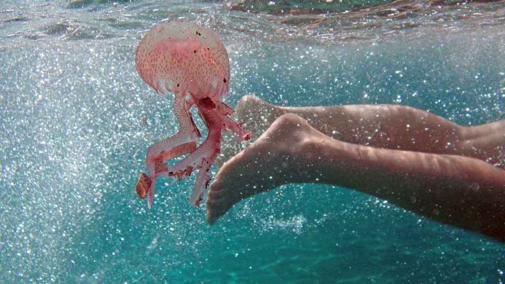 Hay que tener en cuenta el tipo de medusa y su picadura.