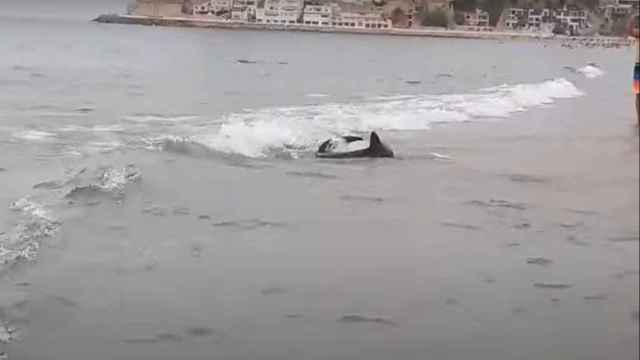 Un tiburón de dos metros sorprende a los bañistas de la playa de Poniente en Benidorm.