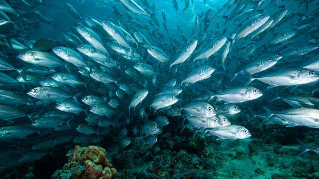 Un banco de sardinas.