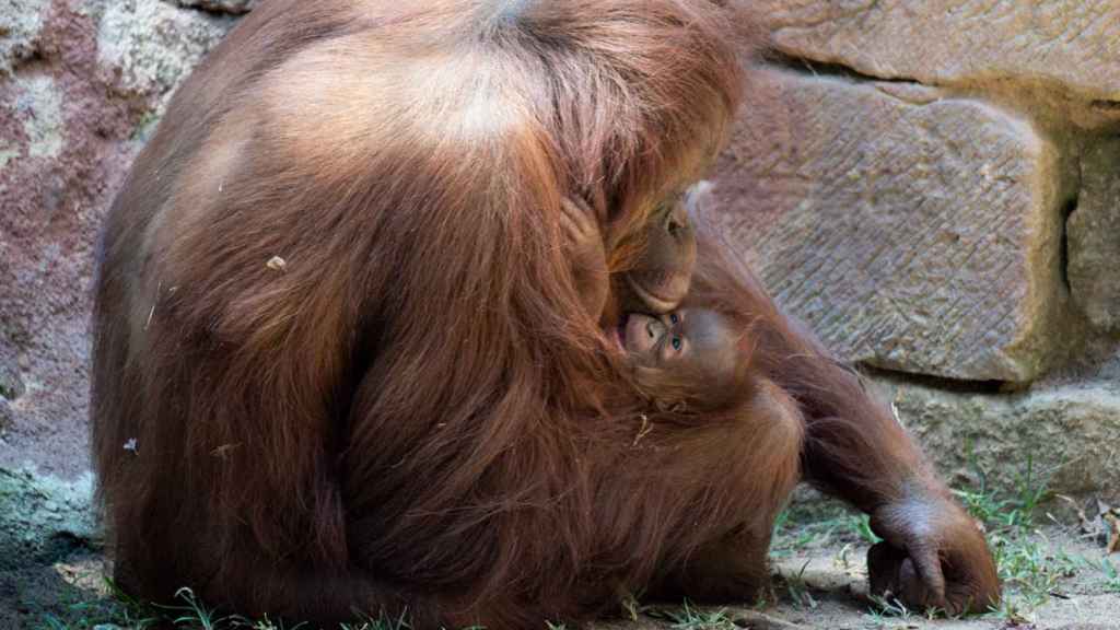 Cría de orangután de Borneo en Bioparc Fuengirola