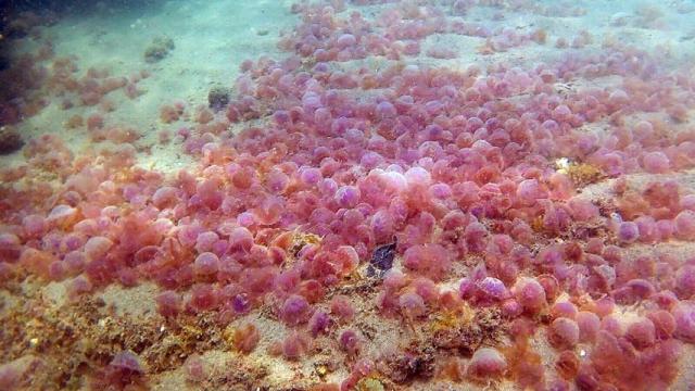 Importante enjambre de medusas en la costa de Málaga.