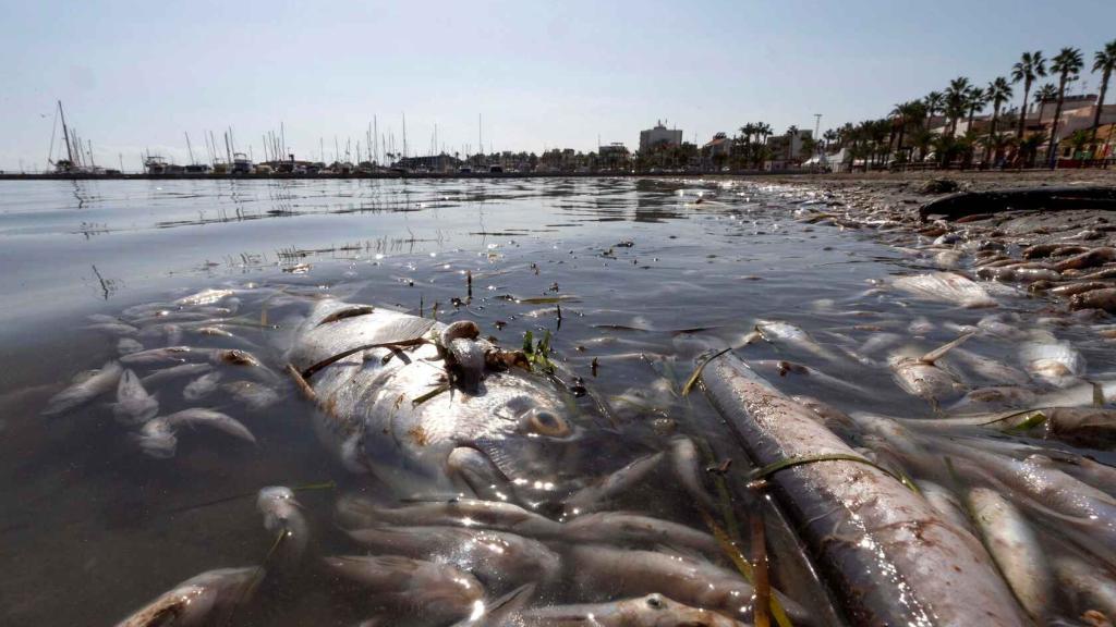 El Mar Menor Se Ahoga: La Laguna, De Nuevo Al Borde De La Anoxia Como ...