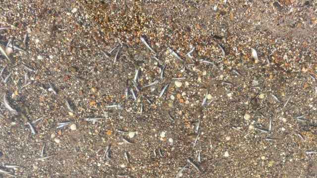 Aparecen miles de peces muertos en Murcia y los ribereños tienen muy claro el motivo