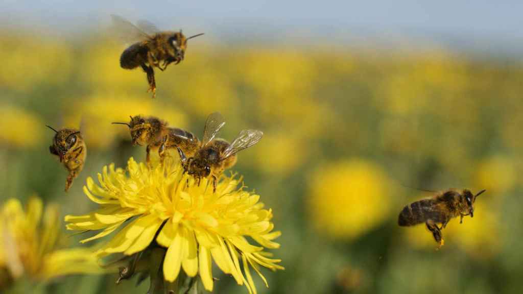 Las abejas, una de las especies polinizadoras en peligro de extinción.