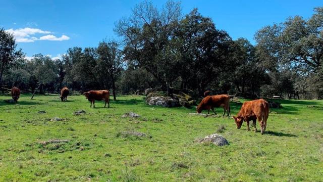 Castilla-La Mancha abona 57 millones a agricultores y ganaderos respetuosos con el medio ambiente