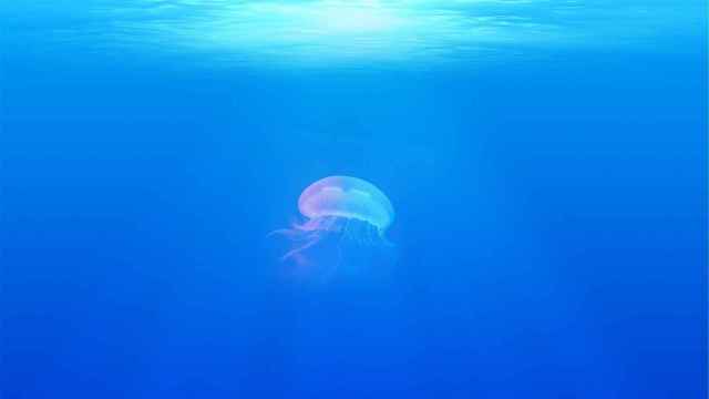 Estas son las curiosidades que desconocías sobre las medusas