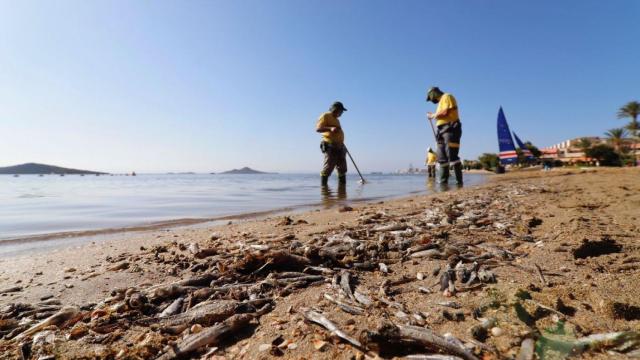 Trabajadores retiran los peces muertos del Mar Menor.