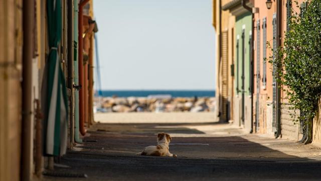 Cómo ayudar a reducir el abandono animal, tengas o no mascota