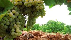 Agricultores de la DO Valdepeñas salen a la calle contra el bajo precio de la uva