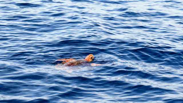 La tortuga 'boba' pertenece a la familia de las marinas vive en el Mediterráneo, entre otros.