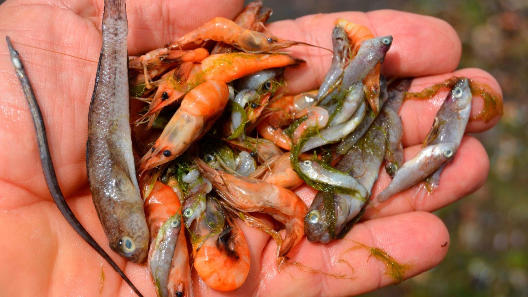 Una muestra de las especies marinas que han muerto por la anoxia del Mar Menor.