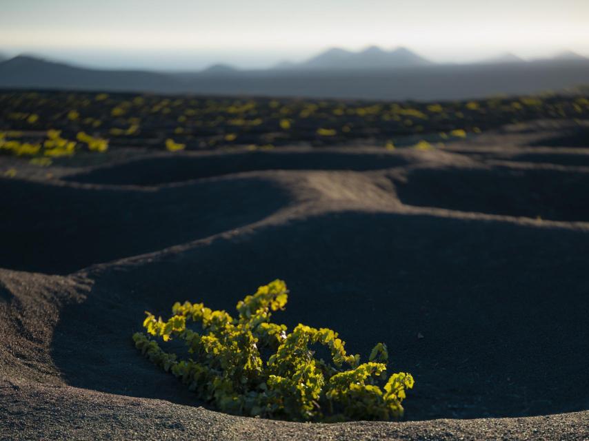 Malvasía volcánica en Lanzarote.