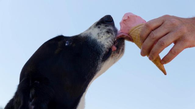 Cómo hacer helado para perros paso a paso