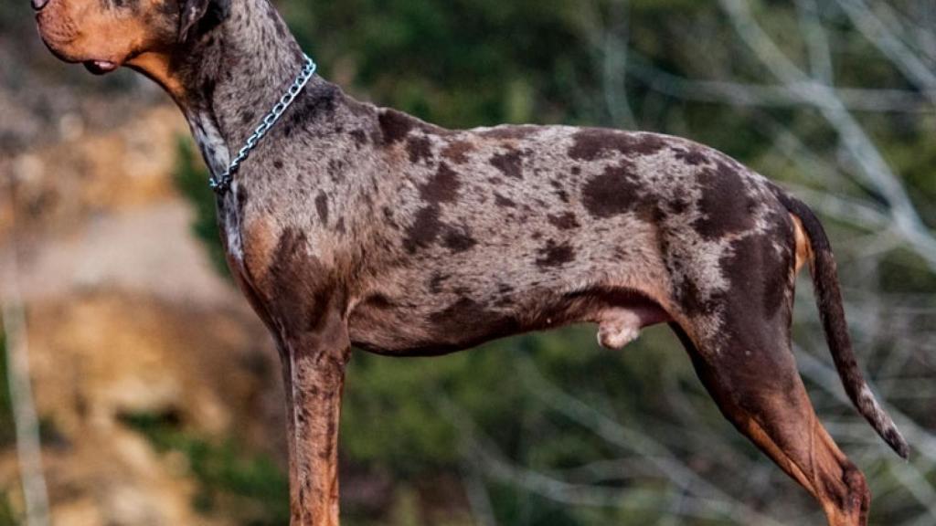 Leopardo catahoula