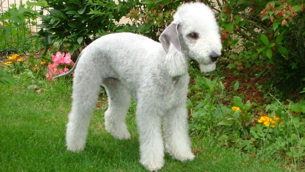 Bedlington Terrier