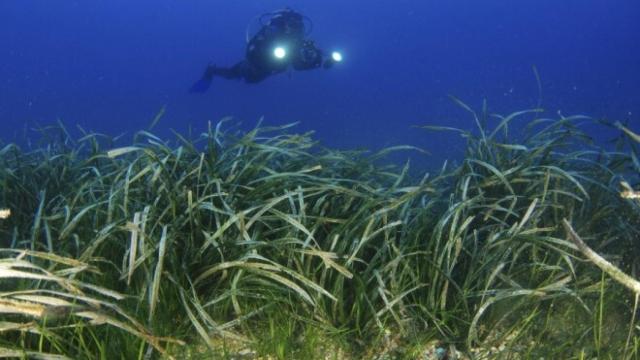 Posidonia en Mallorca.