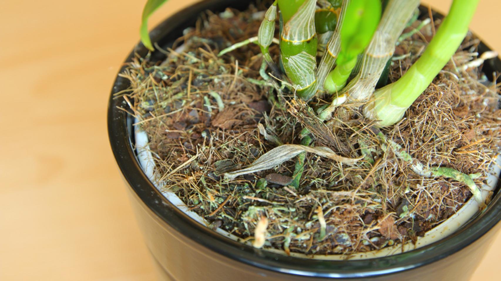 Cómo revivir una orquídea marchita, seca o dañada