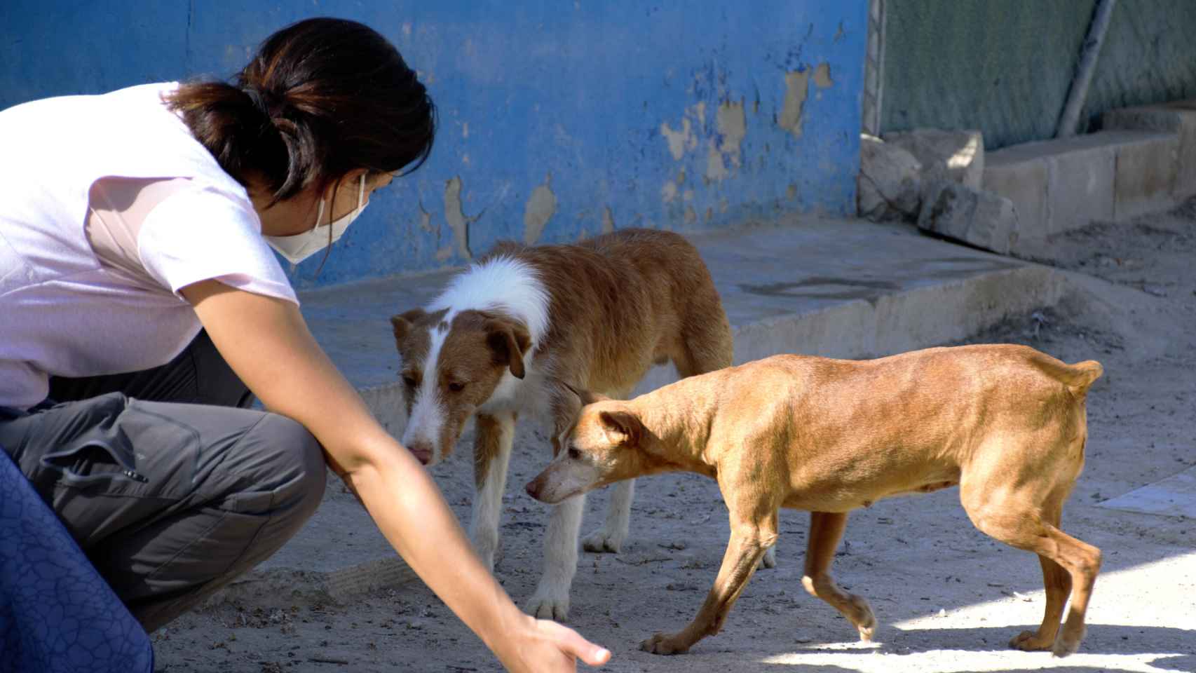 Una voluntaria de las protectora con dos perros adultos.