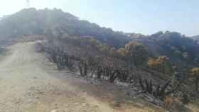 Vídeo de la sierra de Genalguacil quemada en el incendio de Sierra Bermeja, en Málaga.