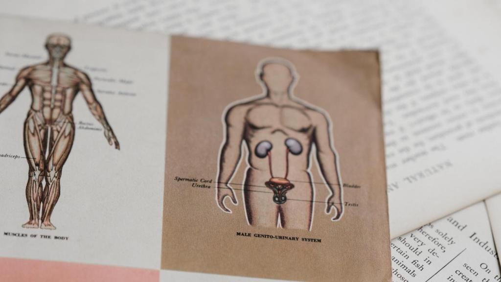 El día mundial de la salud prostática recuerda el 15 de septiembre la importancia de cuidar esta glándula.