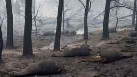 Los animales también son víctimas de los incendios forestales.