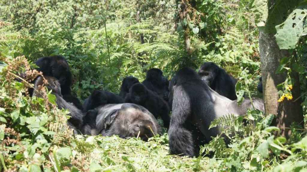 Un grupo de gorilas observa el cadáver de un espalda plateada.