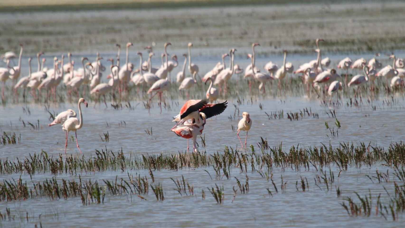 Una imagen de archivo muestra a flamencos en el Parque Nacional de Doñana.