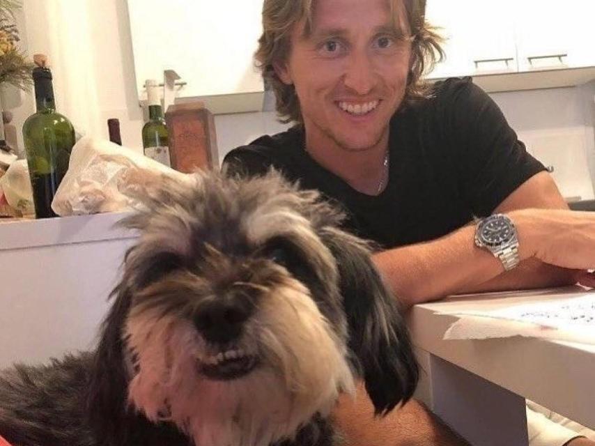 El bichón maltés de Luka Modric
