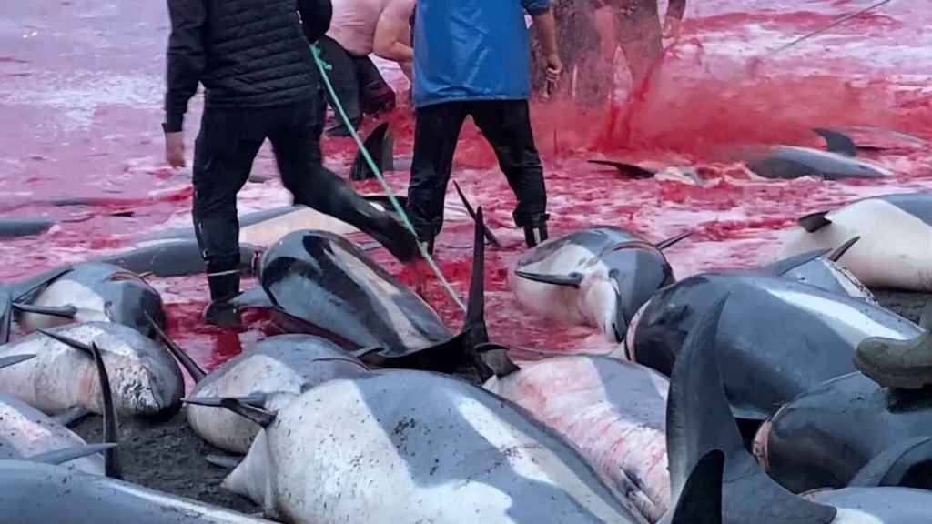 La caza en masa de delfines en las Islas Faroe.