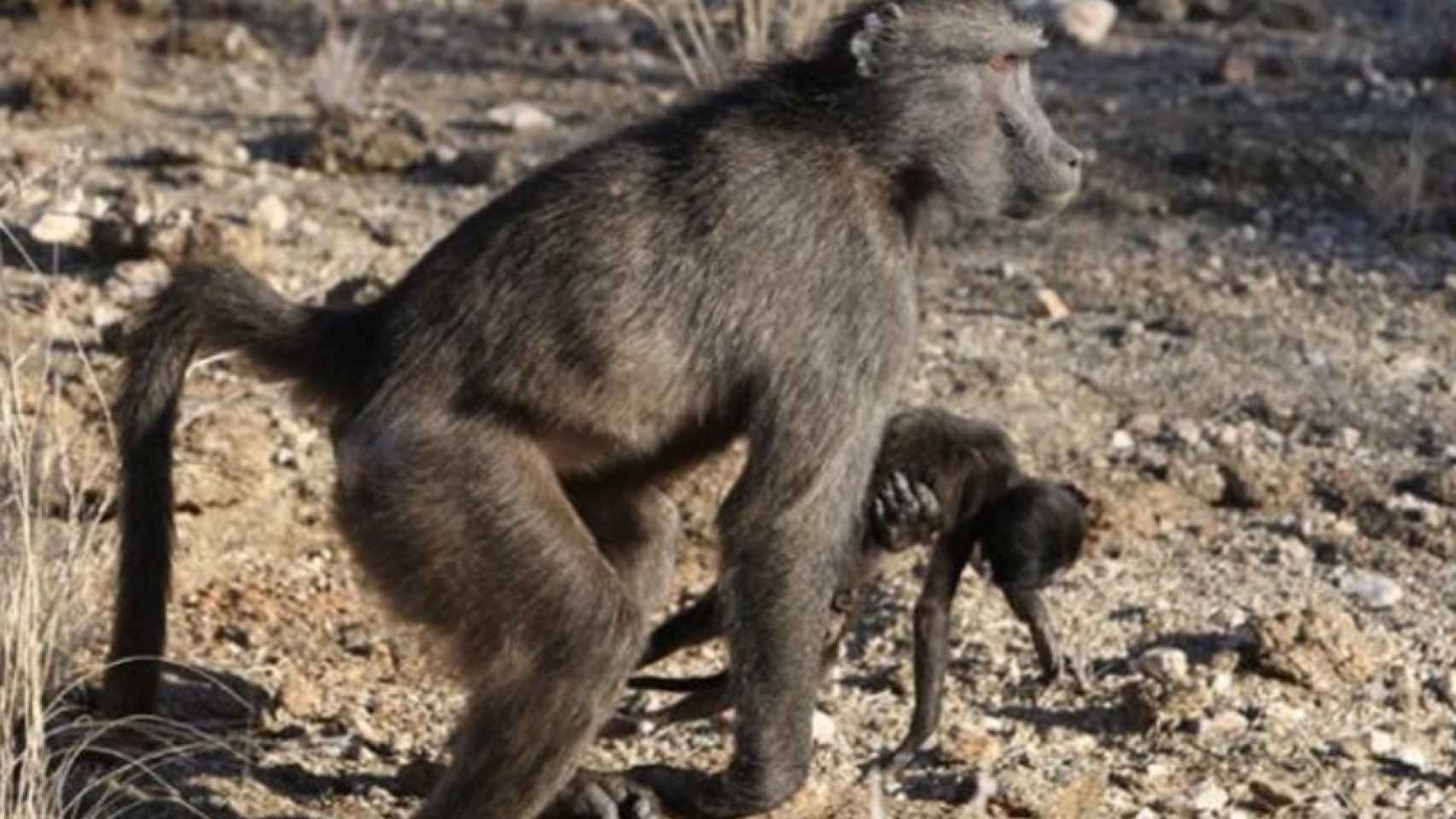 Hembra de primate acarrea un bebé muerto.