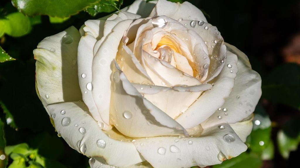 Estas son las flores más bonitas de España