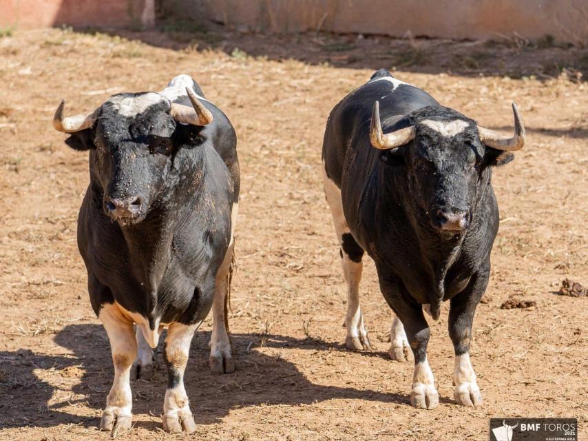 Toros de Galache lidiados en La Glorieta de Salamanca en la Feria de 2021