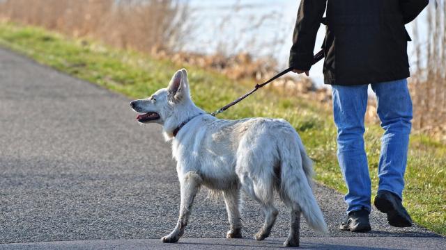 El truco para conseguir que tu perro no te tire de la correa