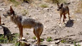 Dos ejemplares en el Centro del Lobo Ibérico de Castilla y León en Robledo (Zamora)