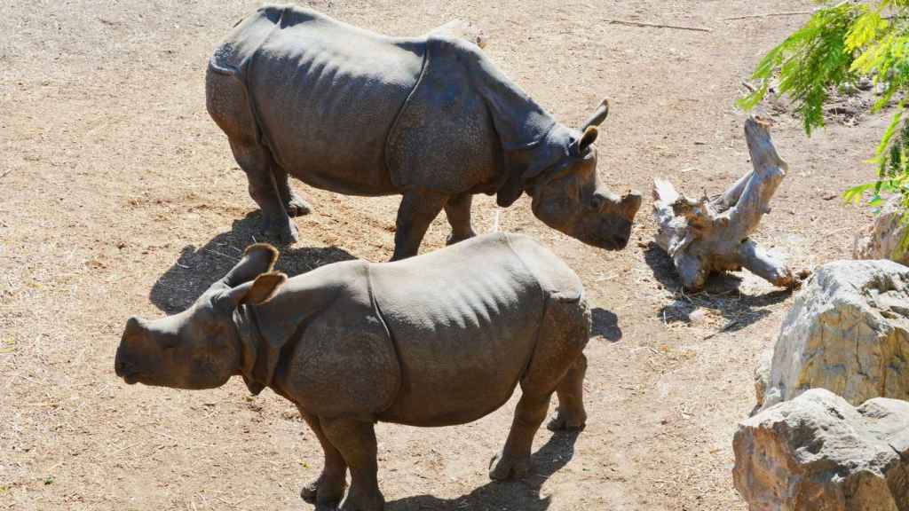 Terra Natura Benidorm advierte de que tan solo quedan 3.500 ejemplares de rinoceronte indio
