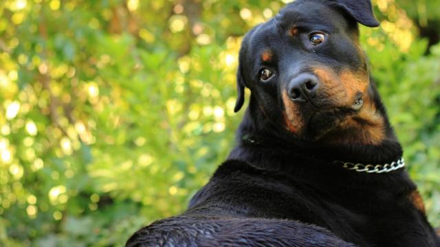 ¿Cómo piensan los perros?