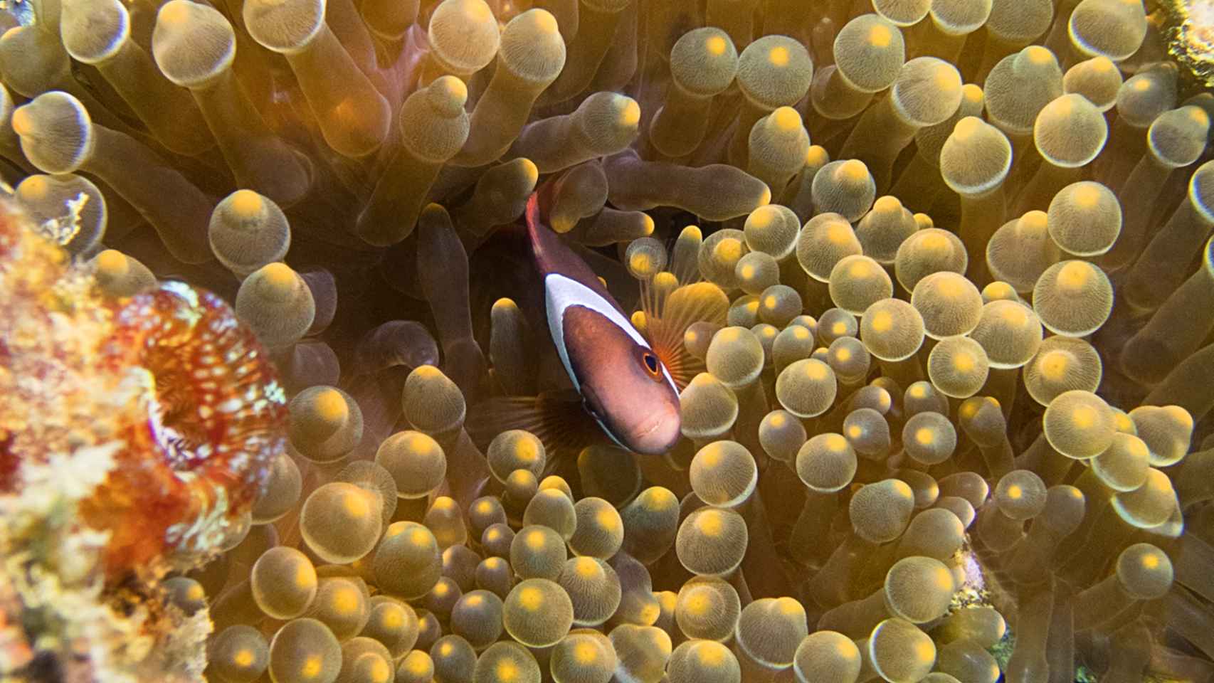 Montse Andrade, la fotógrafa del mar: Asombrosas imágenes sobre cnidarios.